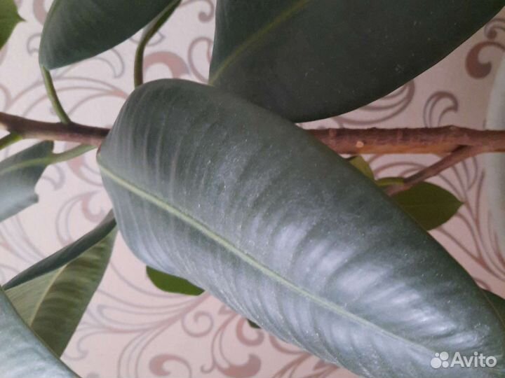 Растения комнатные для офиса