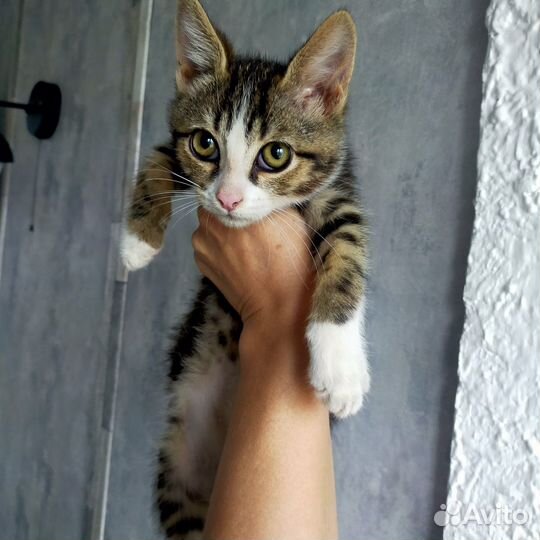 Котенок мальчик