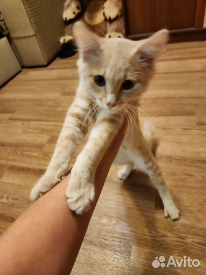 Кошка в дар бесплатно