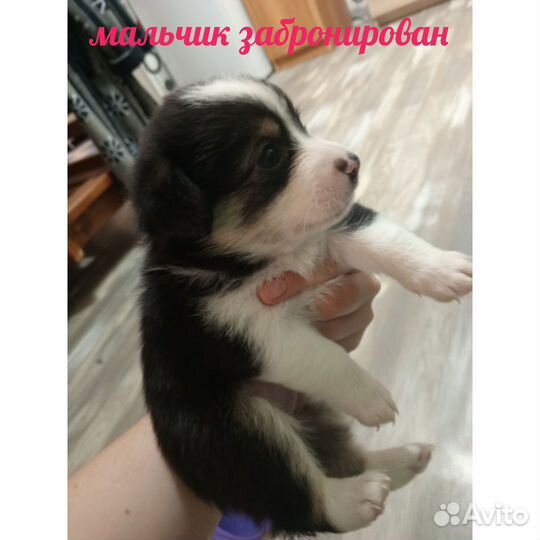 Русский той-терьер мини