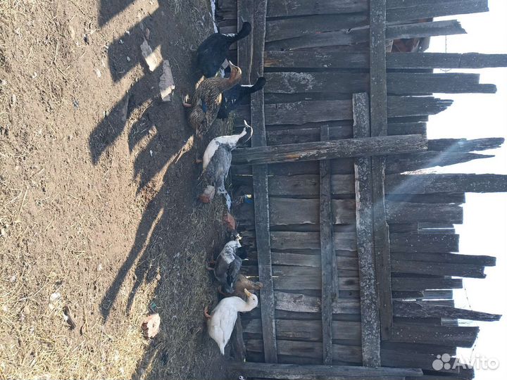 Инкубационное яйцо утки и кур