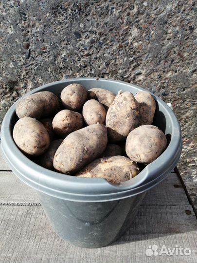 Продам картофель