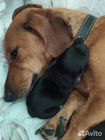 Щенки таксы