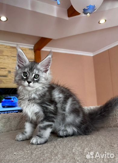 Серебро котята