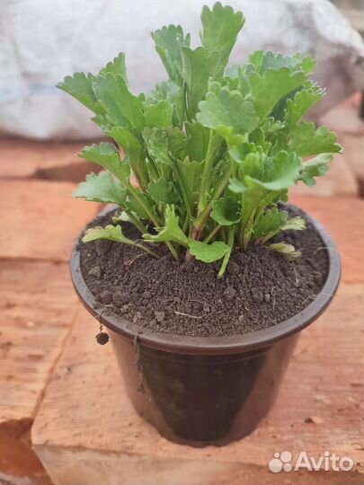 Ромашка садовая. Рассада зкс