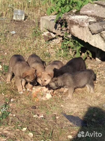Щенки нуждаются в помощи