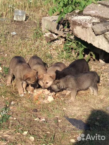 Щенки нуждаются в помощи