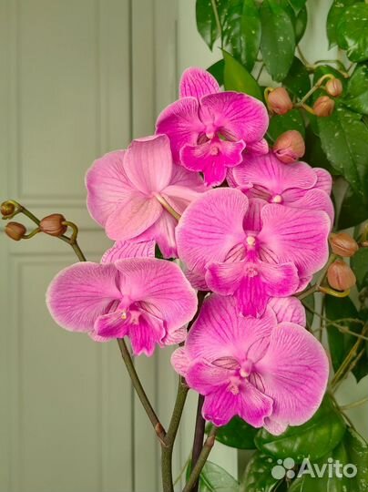 Орхидея фаленопсис биглип
