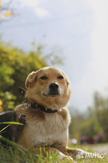 Собака ищет дом