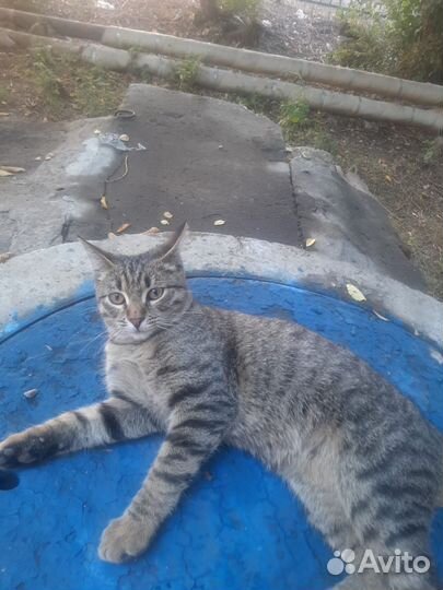 Кошка в добрые руки