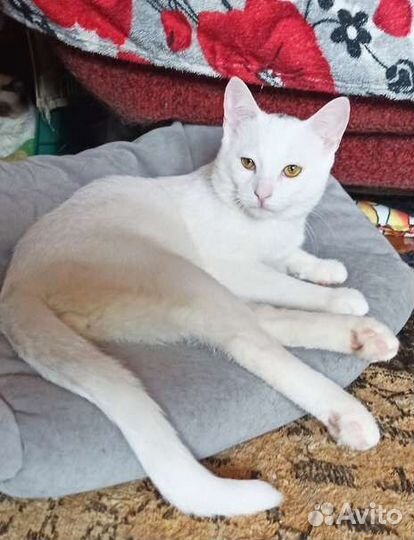 Котик инвалид Антошка