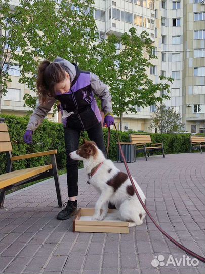 Кинолог Дрессировка собак