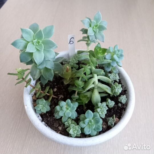 Суккуленты набор