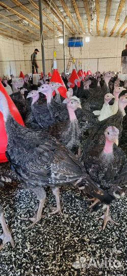 Индюшата подрощенные