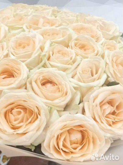 Свежие розы