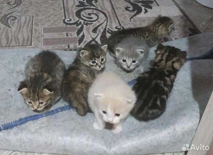 Котята в добрые руки