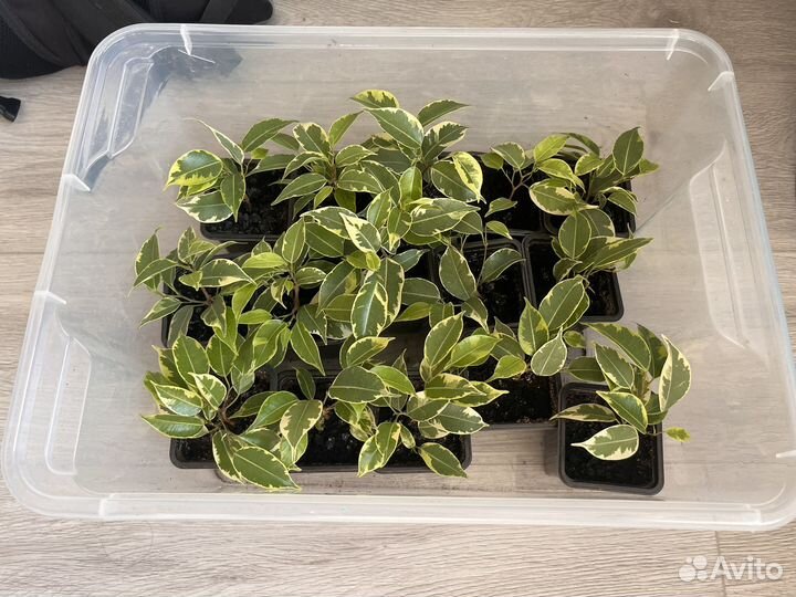 Фикус Бенджамина Кинки