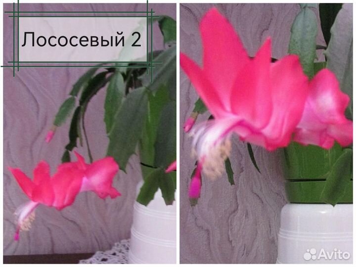 Декабристы и рипсалидопсисы