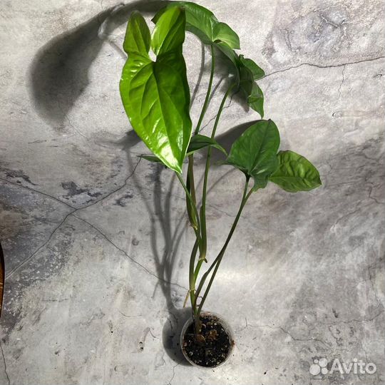 Сингониум ушковатый