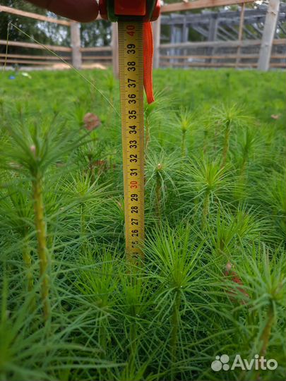 Сеянцы сосны, сосна обыкновенная