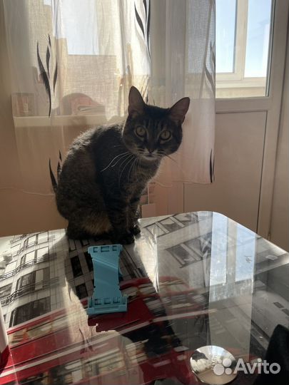 Кошки в добрые руки