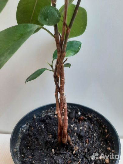 Комнатные цветы Фикус Макломе