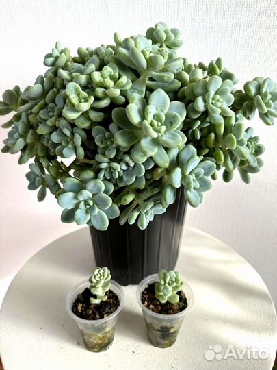 Суккуленты. Седум