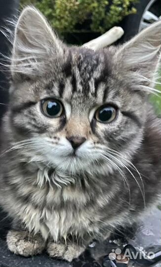 Кошка в дар, 4 месяца