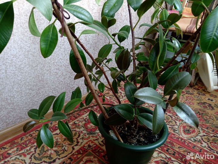 Продаю комнатное растение фикус