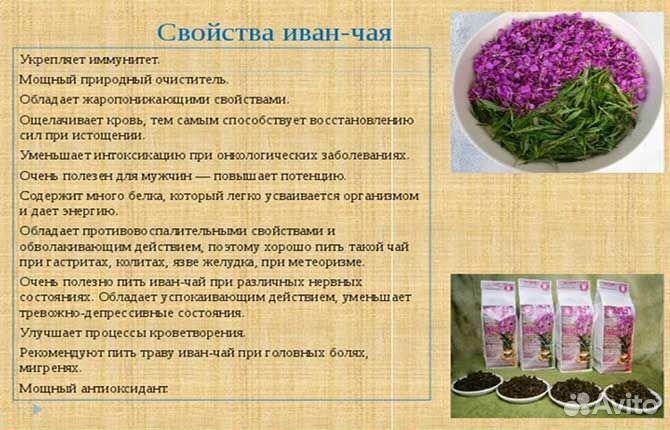 Иван-чай. Кипрей