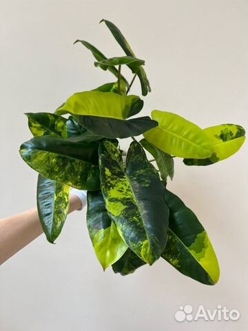 Филодендрон Бурле Маркс (Philodendron Burle Marx) купить в Санкт ...