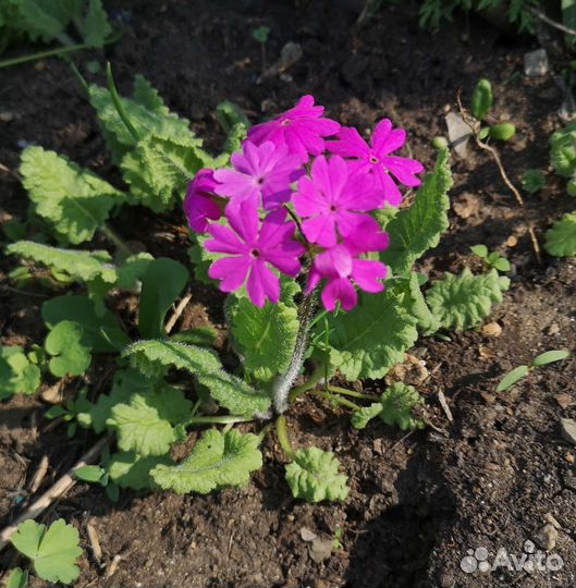 Рассада цветов