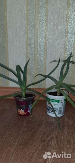 Алоэ-вера отдам