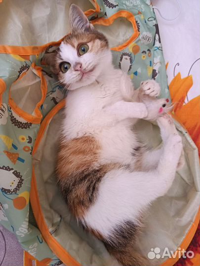 Кошка