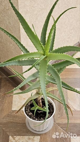 Алоэ столетник