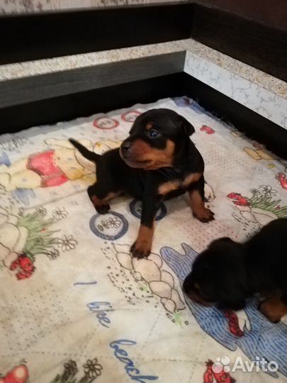 Цвергпинчер