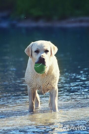 Щенки лабрадора