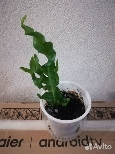 Папоротник Зеленая волна