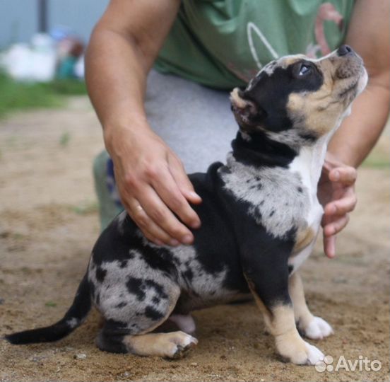 Щенок американского булли