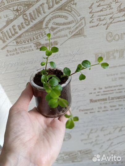 Ампельные растения в кашпо