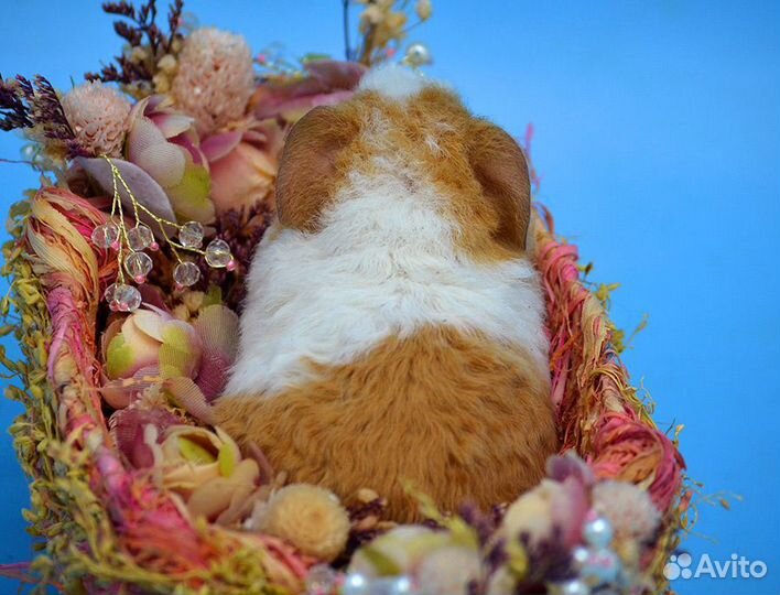 Малыш мальчик морской свинки американский тедди