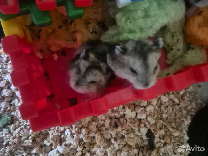 Джунгарский хомяк бесплатно