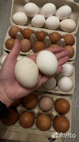 Яйца куриные домашние