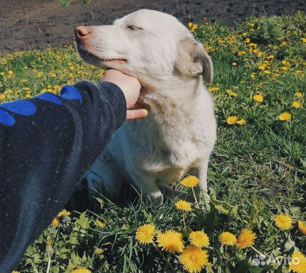 Собаки бесплатно в добрые руки щенки