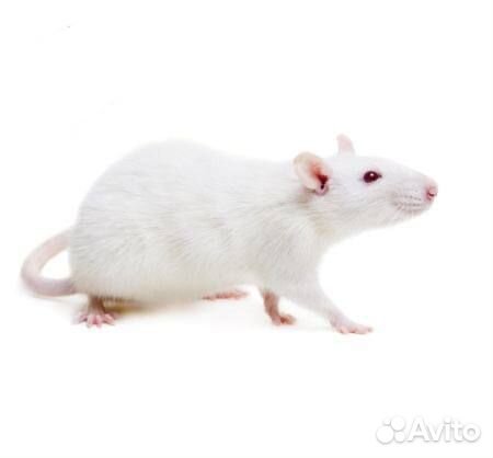 Живой корм Крыса подросток