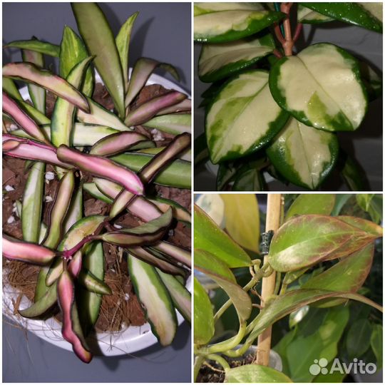 Хойя Санрайз/Вайети Триколор/Карноза Триколор