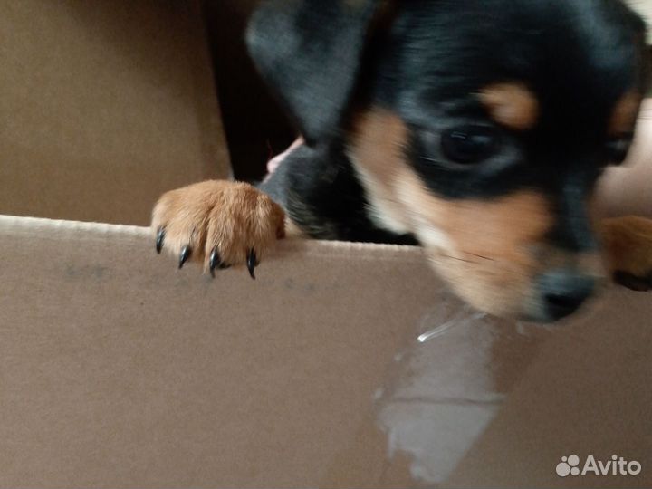 Мини той-терьер щенки