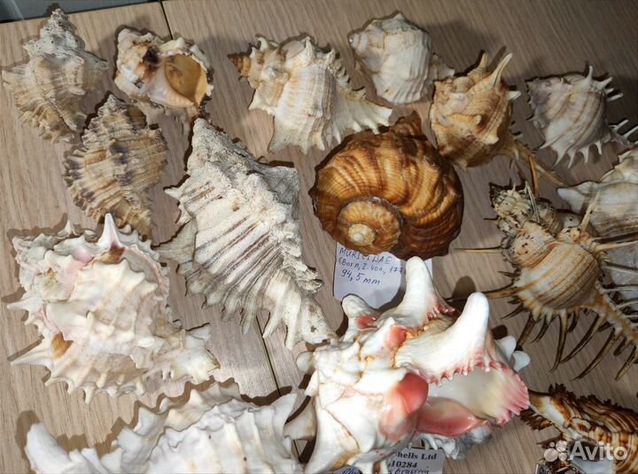 Морские раковины ракушки Мурекс Murex Muricidae