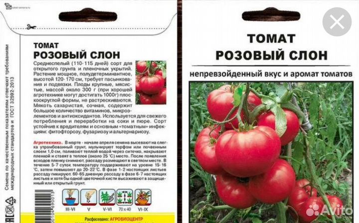 Рассада томата