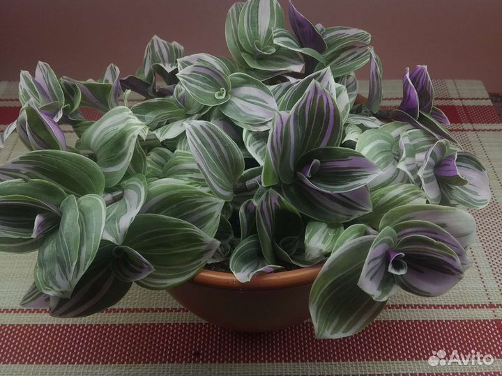 Традесканции